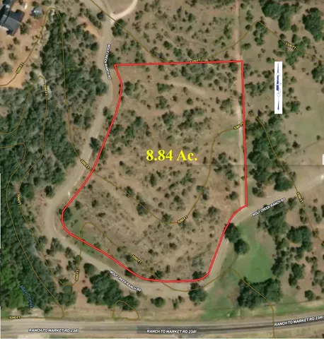 a picture of a tree with a plant in front of it