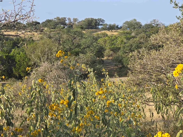 a view of a yard in a field