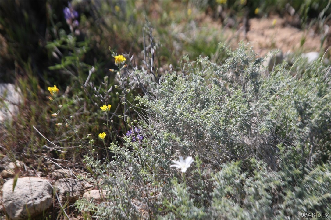 208-24-134 Cameron Road Yucca, AZ 86438 - Photo 86 of 86