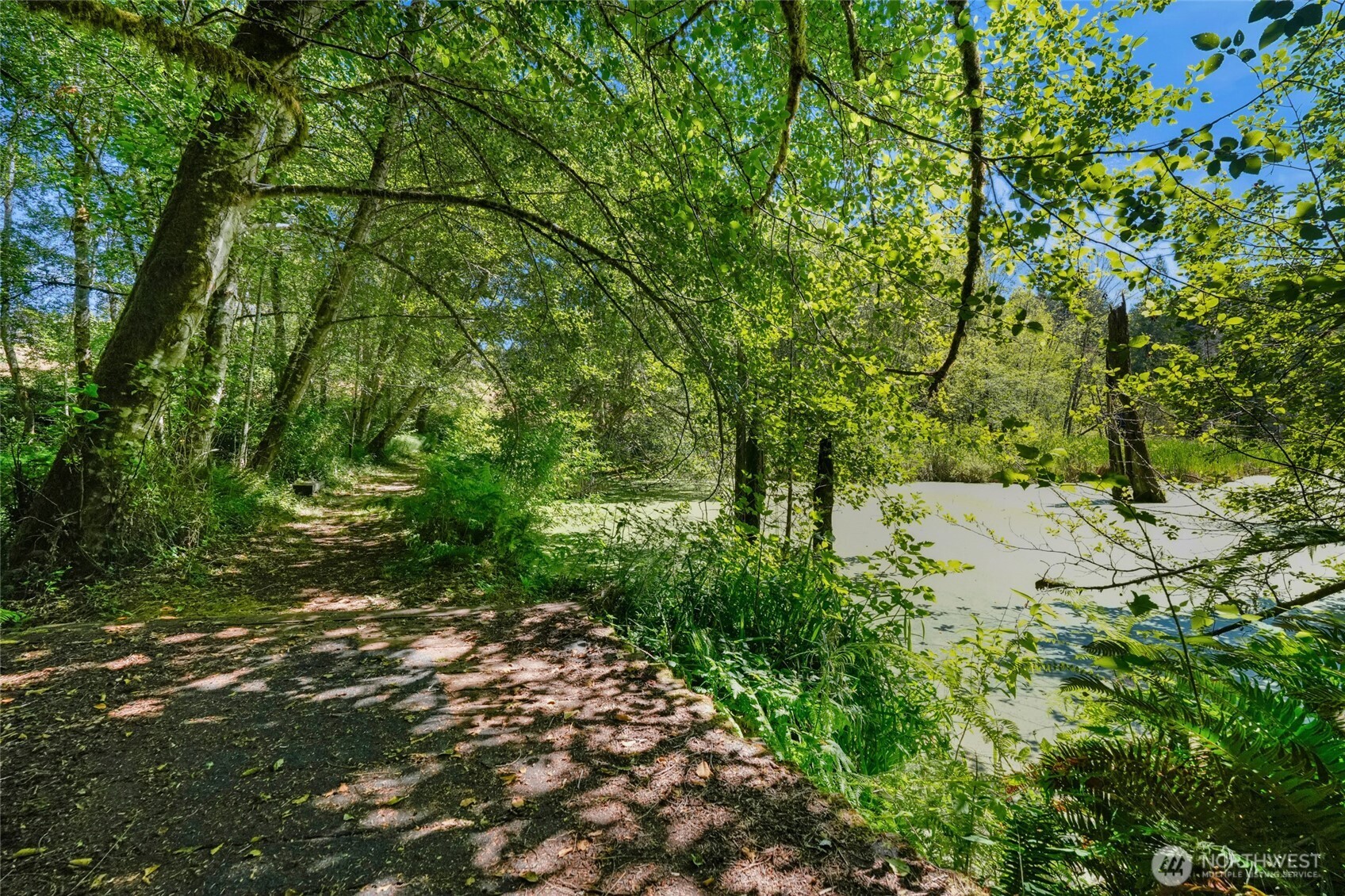 9606 Otso Point Road Anderson Island, WA 98303 - Photo 15 of 25 a view of a yard with plants and large trees
