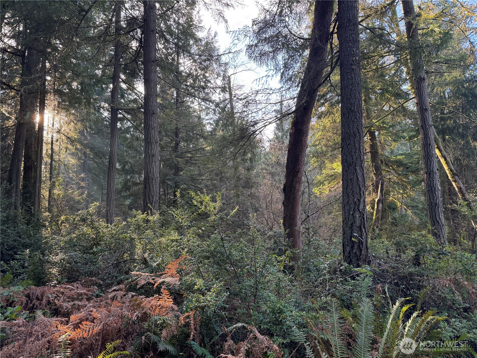 9606 Otso Point Road Anderson Island, WA 98303 - Photo 2 of 25 a view of a forest that has large trees