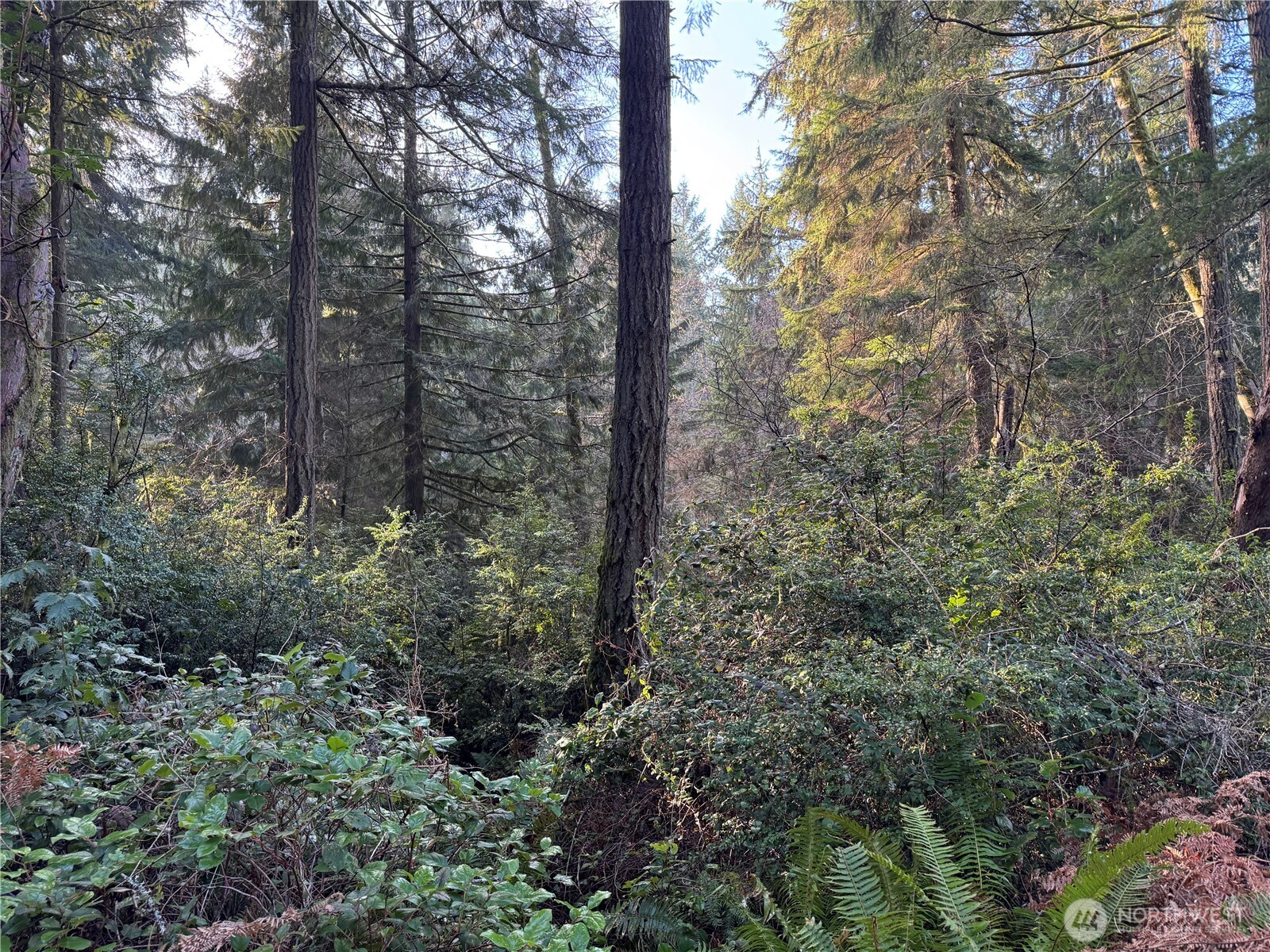 9606 Otso Point Road Anderson Island, WA 98303 - Photo 3 of 25 a view of a forest with trees