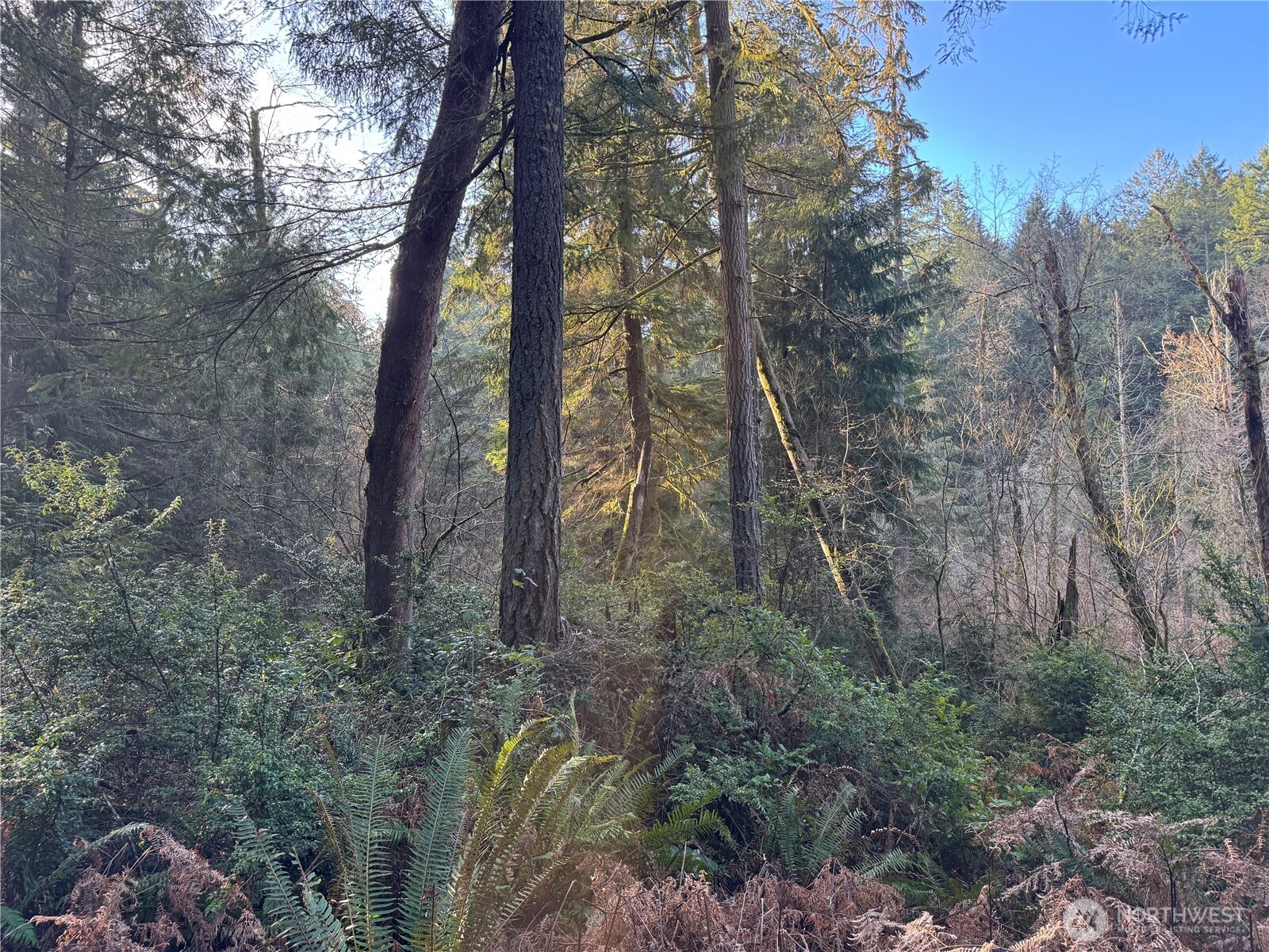 9606 Otso Point Road Anderson Island, WA 98303 - Photo 5 of 25 a backyard of a house with lots of trees