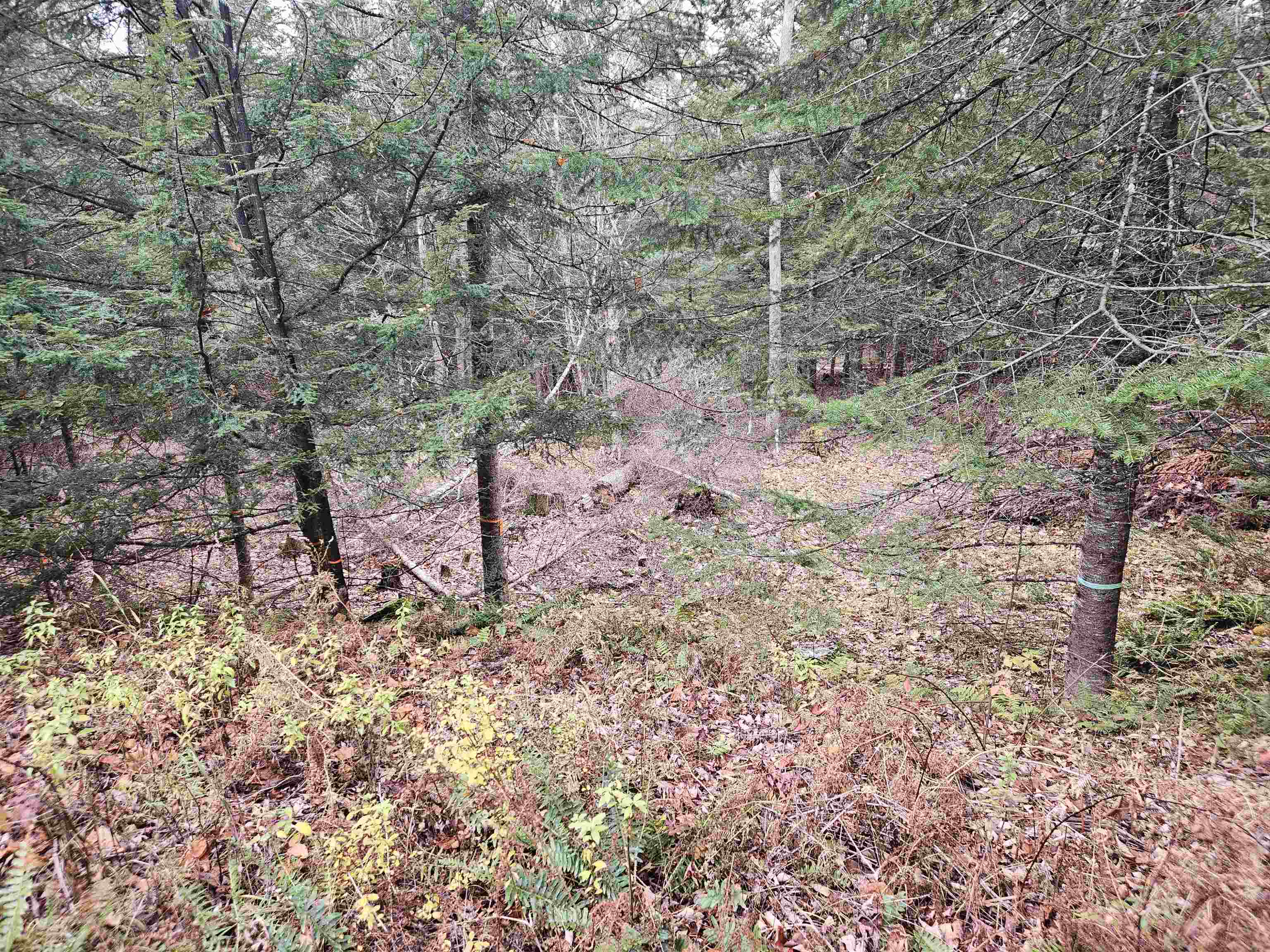 35 Langway Road Lyman, NH 03585 - Photo 2 of 6