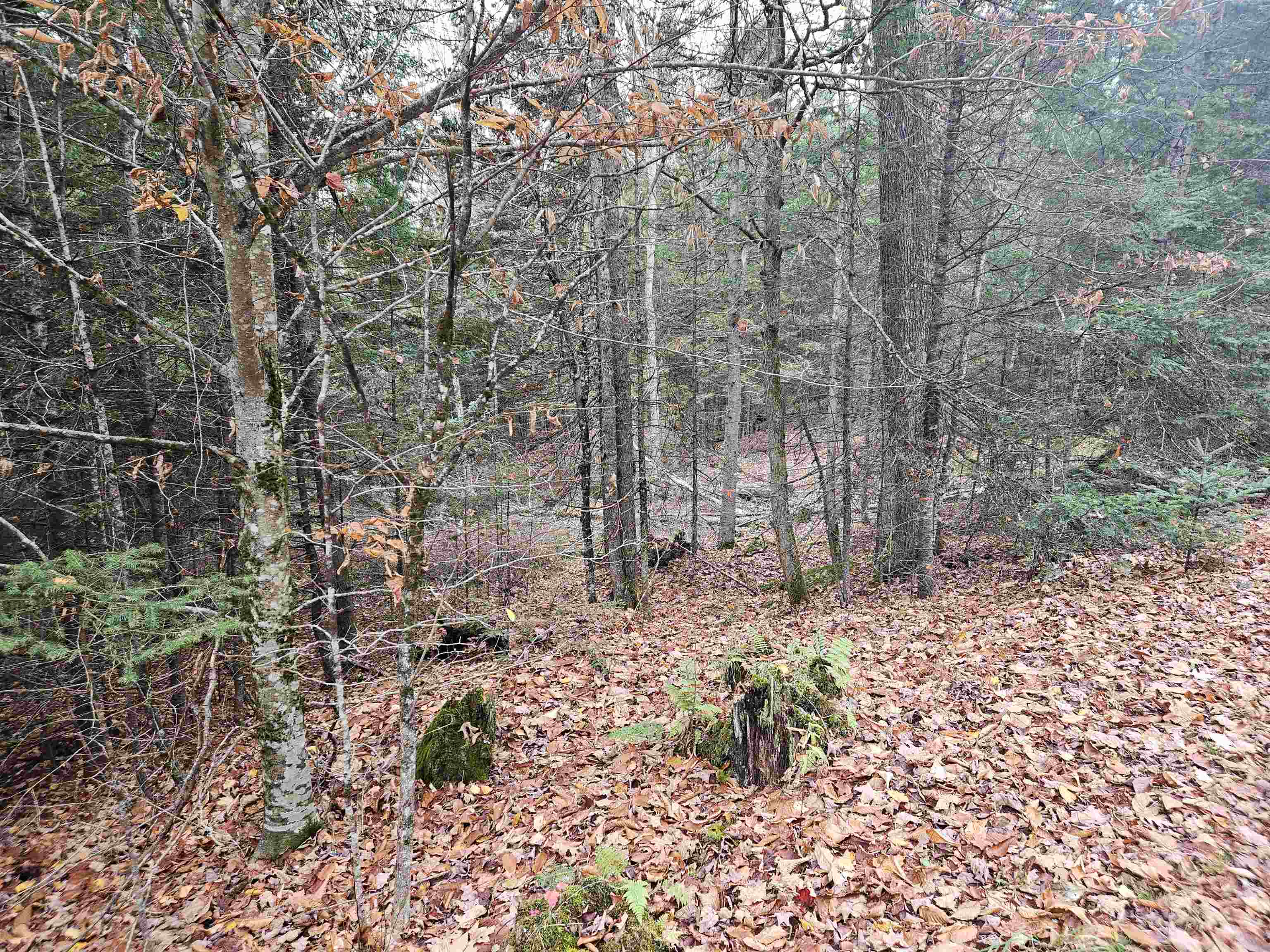 35 Langway Road Lyman, NH 03585 - Photo 3 of 6