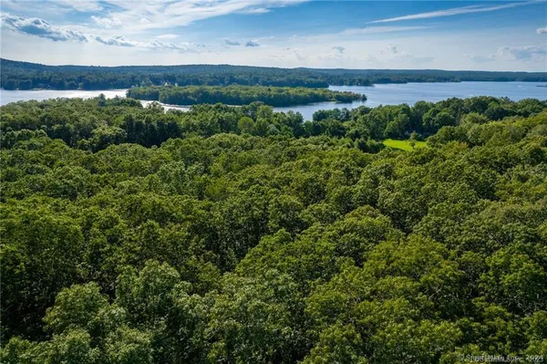 a view of a bunch of trees and bushes