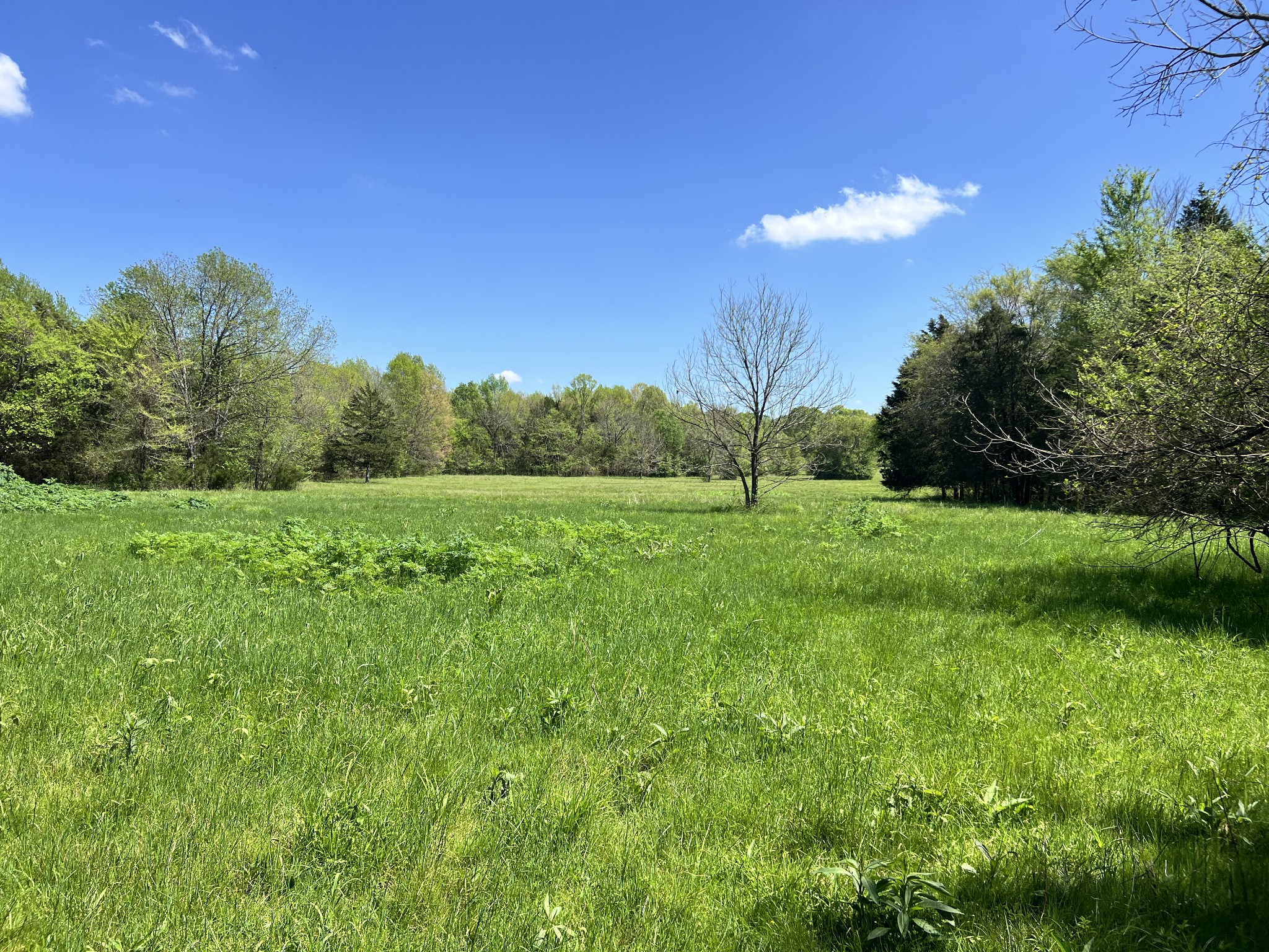 0 Word Road Lewisburg, TN 37091 - Photo 18 of 19 a view of a grassy field with trees in the background