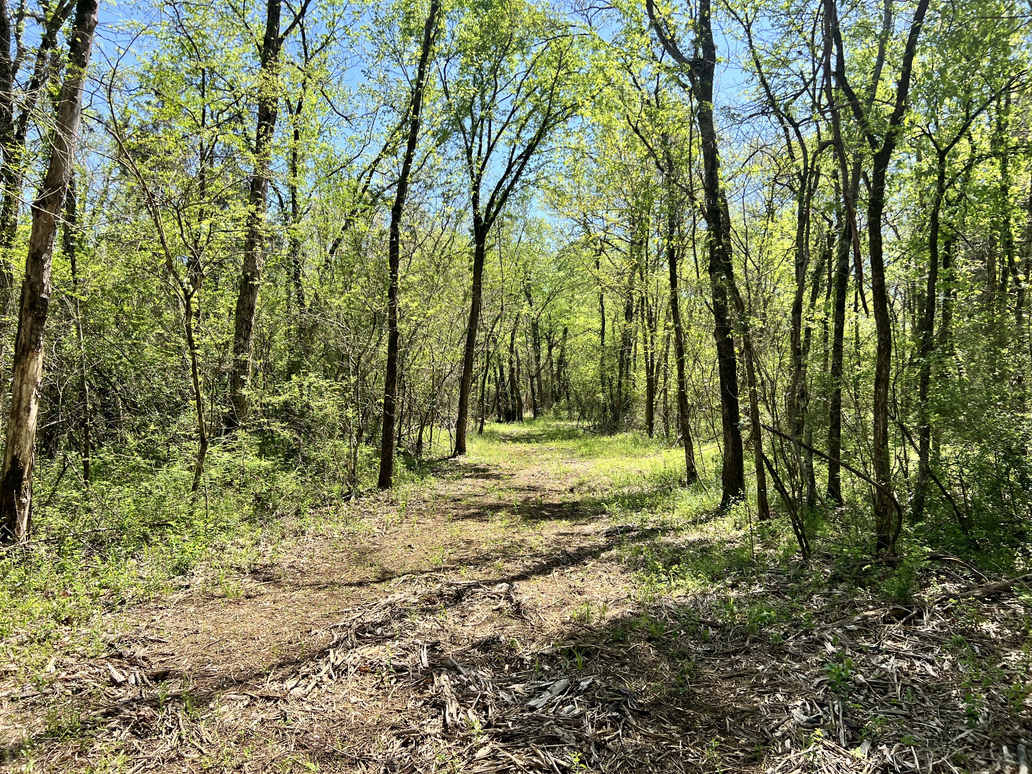 0 Word Road Lewisburg, TN 37091 - Photo 7 of 19 a view of a yard with a tree