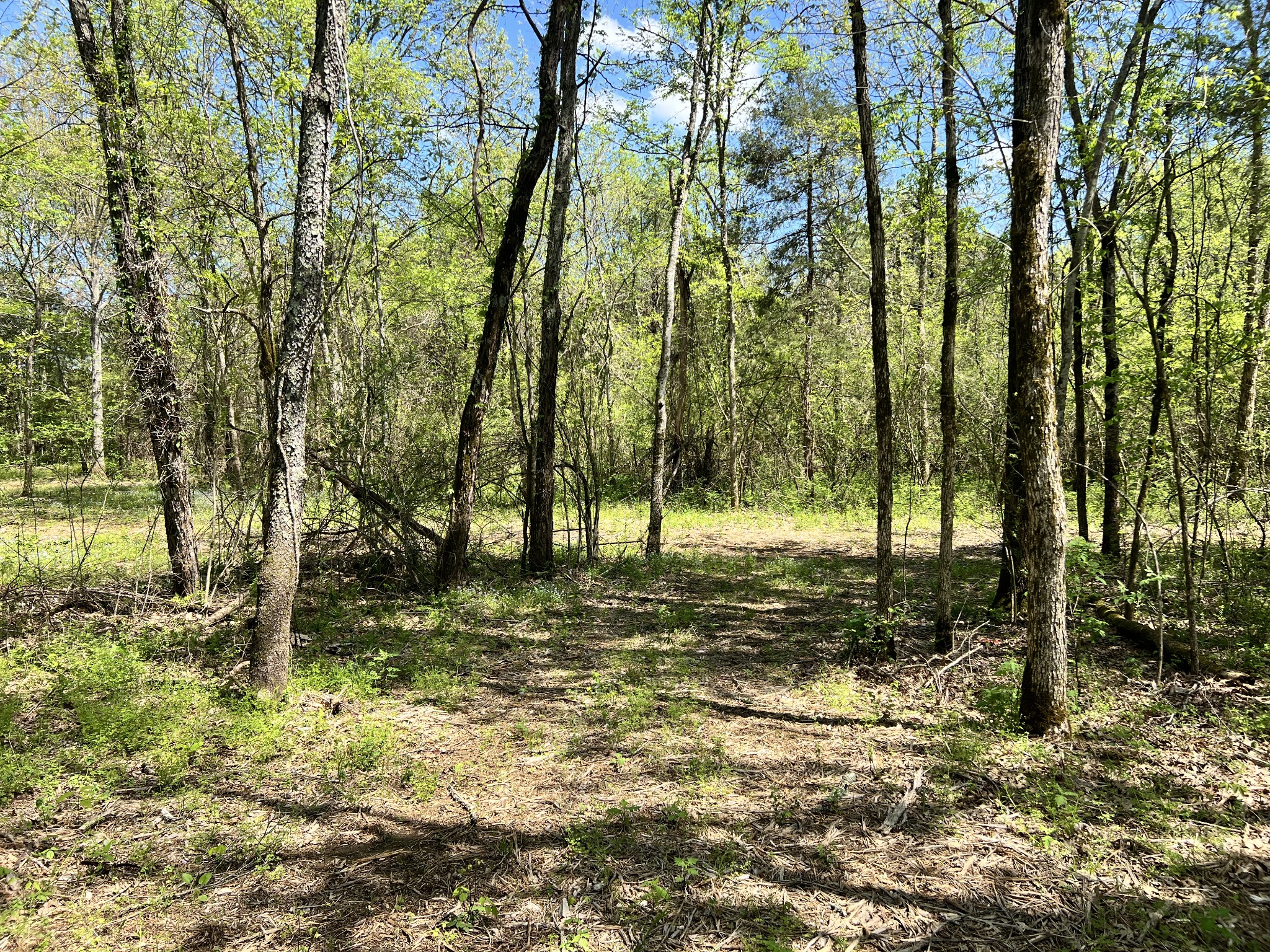 0 Word Road Lewisburg, TN 37091 - Photo 8 of 19 a view of a yard with a tree