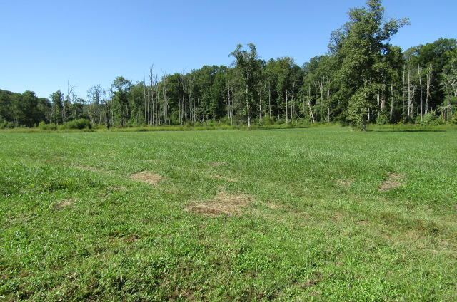 3579 Brewer Road Crossville, TN 38572 - Photo 18 of 40 Meadow