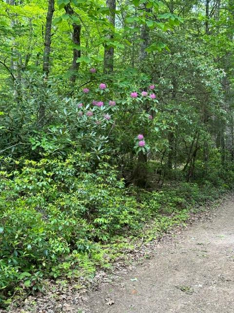 Tbd Blue Springs Road Troutdale, VA 24378 - Photo 51 of 52 Gallery Image 51
