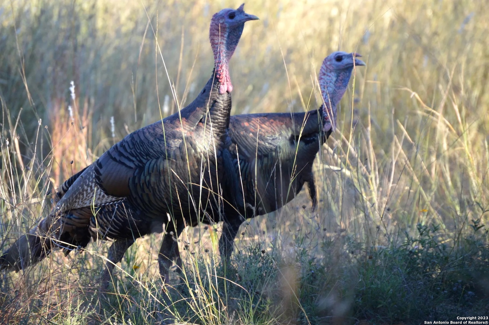 491 Kc 276 Junction, TX 76849 - Photo 25 of 29