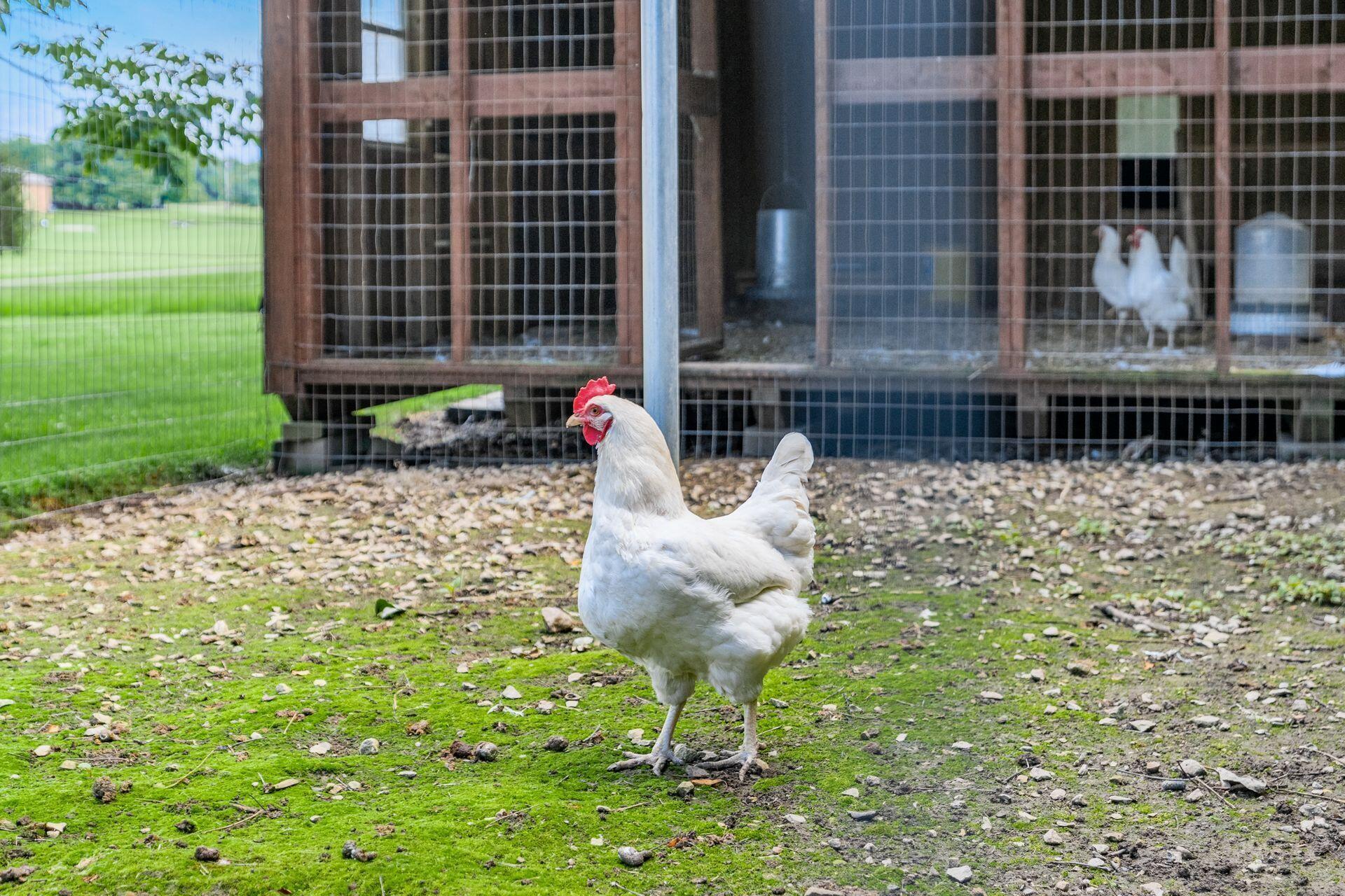 1422 Pontius Road Circleville, OH 43113 - Photo 74 of 74 Chicken coop and pen