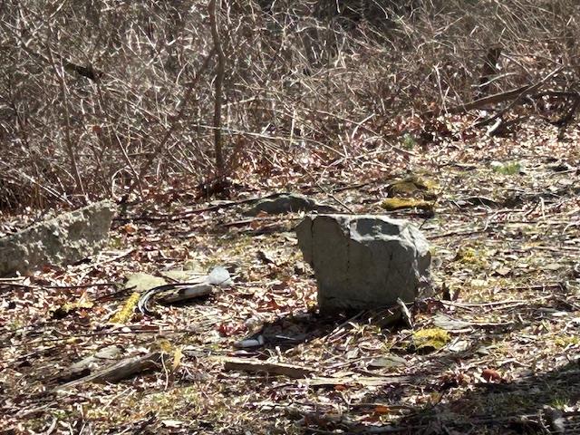 Pressler Road Wallkill, NY 12589 - Photo 12 of 17 View of wooded landscape and clearing