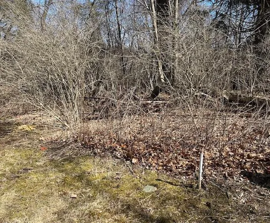 a view of a yard with a tree
