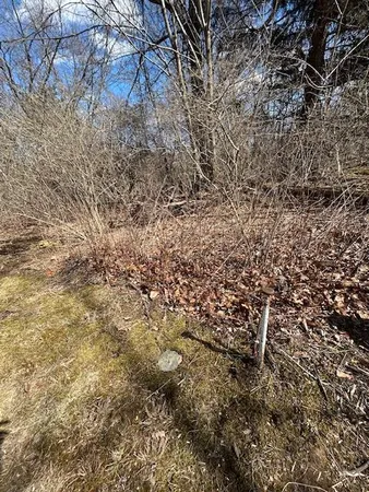a view of a yard with a tree