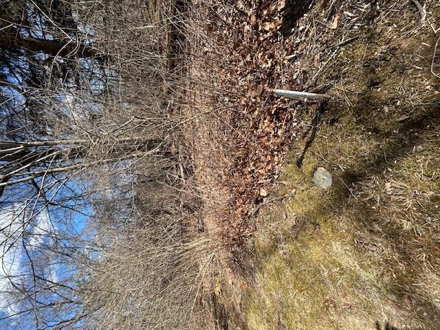 Pressler Road Wallkill, NY 12589 - Photo 6 of 17 View of wooded landscape