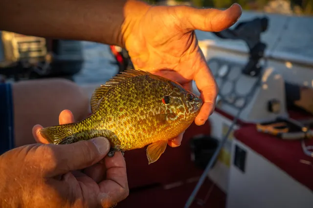 $1,200,000 | 815 East Lake Mitchell Drive, Cadillac, MI 49601