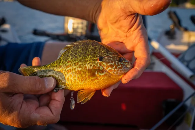 $1,200,000 | 815 East Lake Mitchell Drive, Cadillac, MI 49601