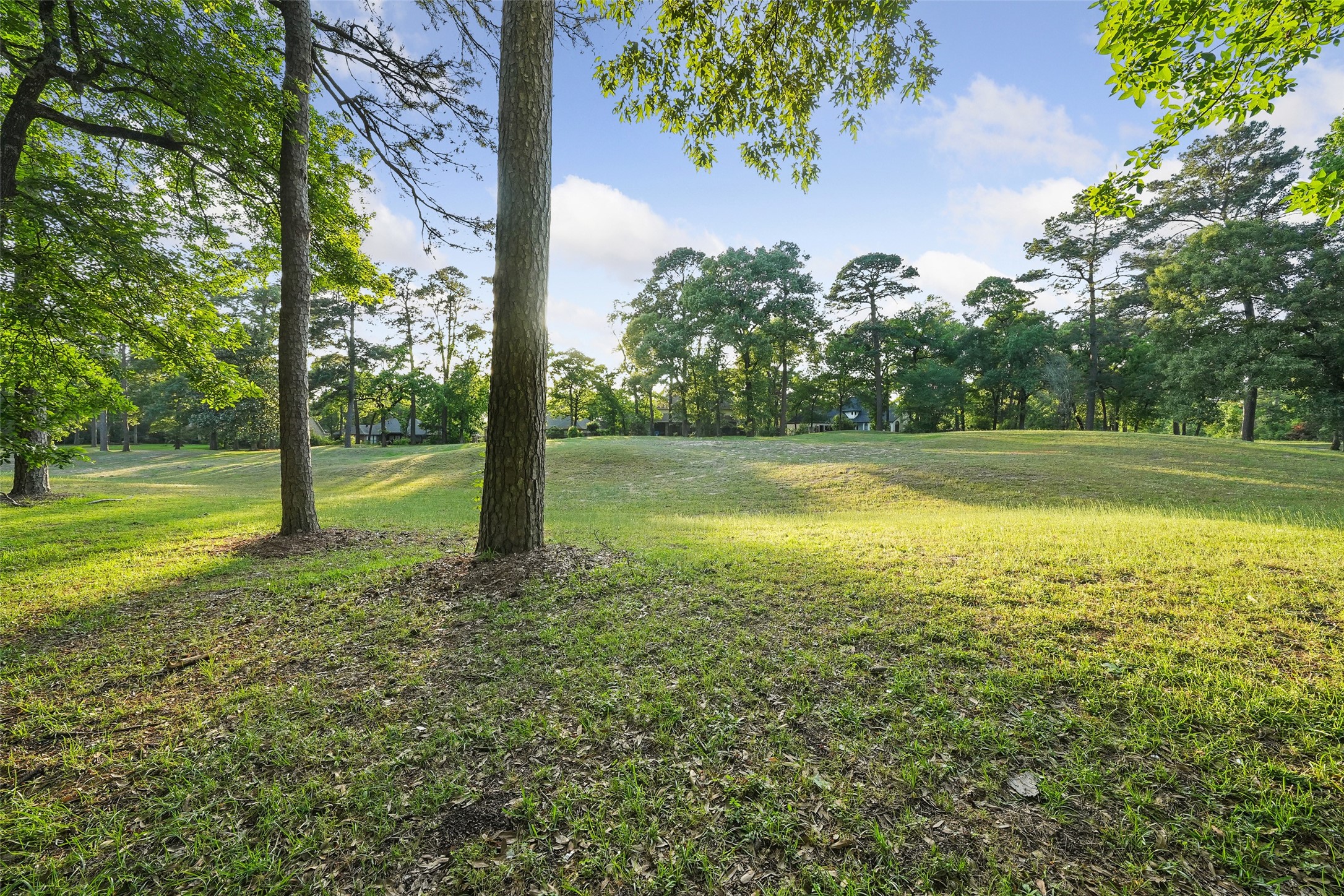 2207 Longmire Road Conroe, TX 77304 - Photo 42 of 46 a view of a yard with a tree