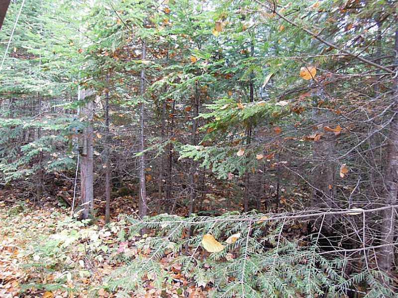 357 Little Madawaska Lake Road Stockholm, ME 04783 - Photo 22 of 28 Yard/Garden.