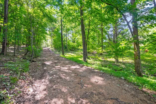 a view of a garden with plants