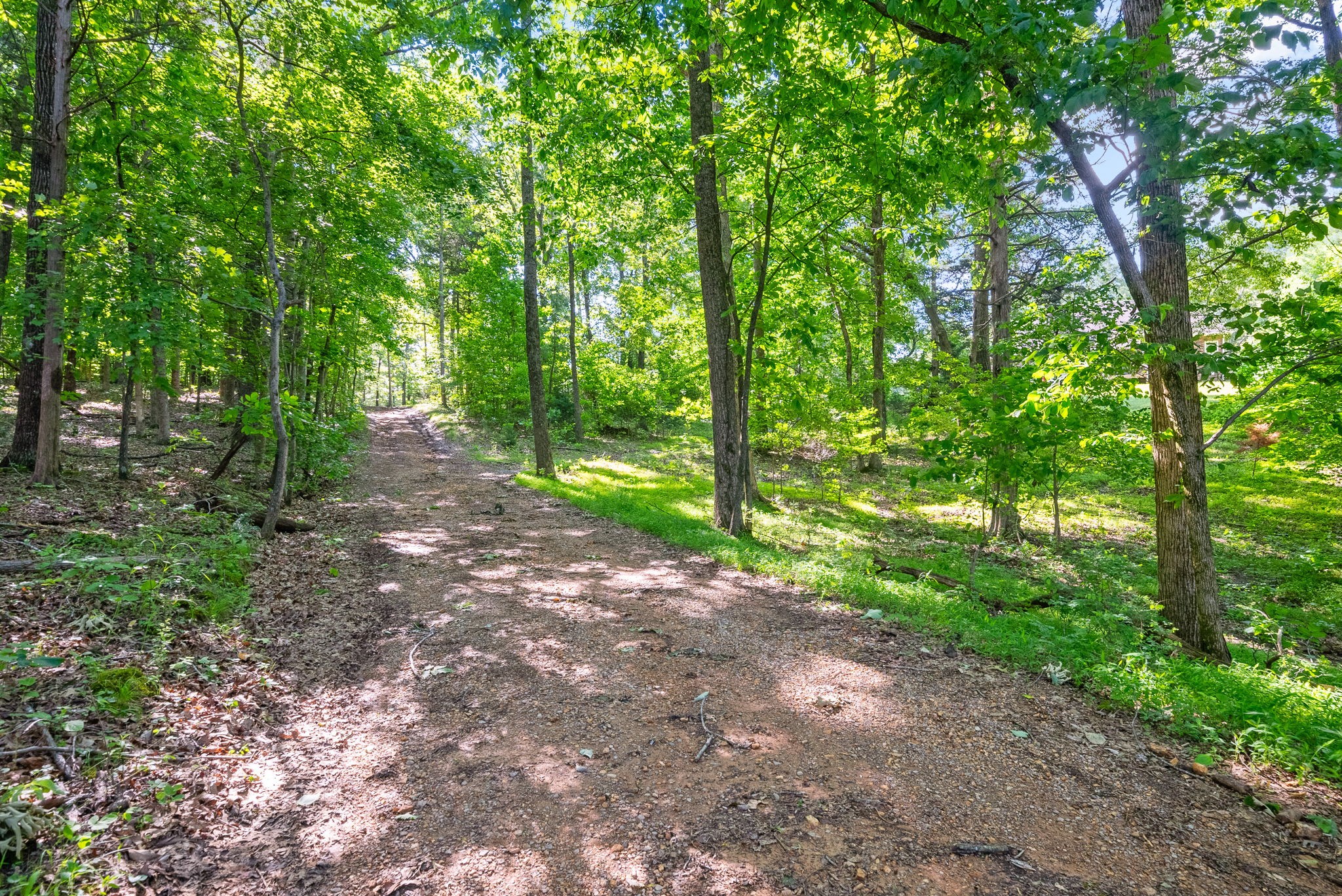 0 Happy Hills Acre Road Woodlawn, TN 37191 - Photo 16 of 32 a view of a yard with plants and large trees