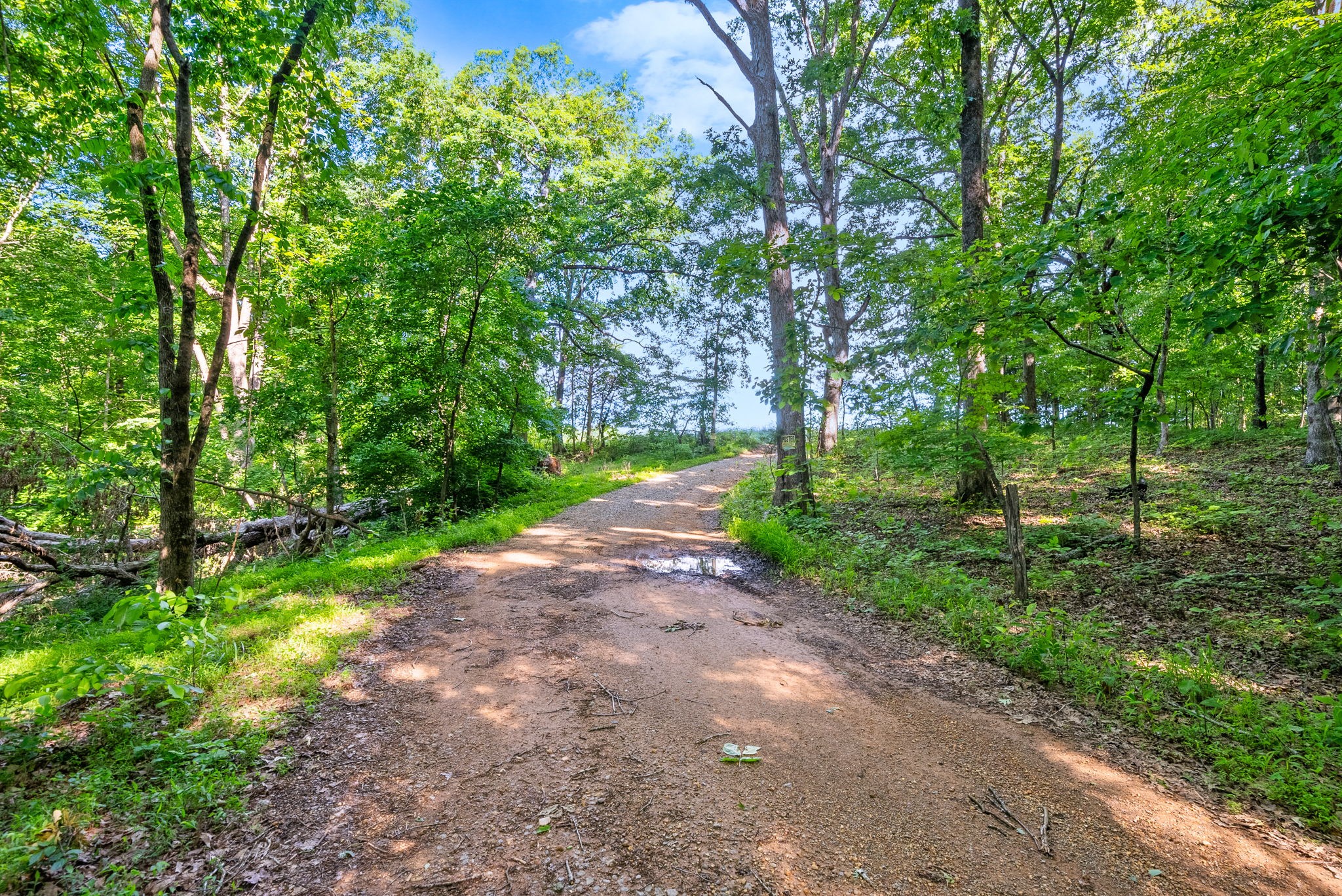 0 Happy Hills Acre Road Woodlawn, TN 37191 - Photo 5 of 32 a view of a yard with plants and a large tree