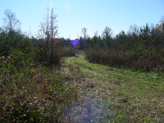 0 East A J Keith Road Chatsworth, GA 30705 - Photo 1 of 1 a view of a yard with a tree