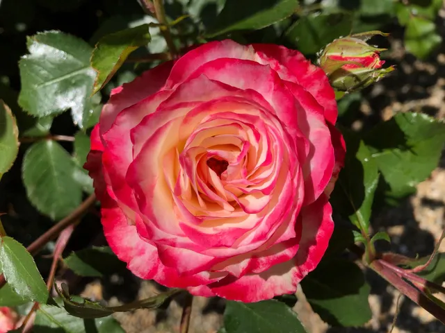 $575,000 | 25985 Forest Knoll Court, Pioneer, CA 95666