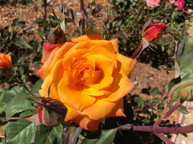 $575,000 | 25985 Forest Knoll Court, Pioneer, CA 95666