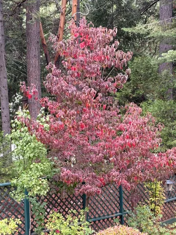 $575,000 | 25985 Forest Knoll Court, Pioneer, CA 95666