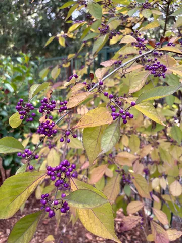 $575,000 | 25985 Forest Knoll Court, Pioneer, CA 95666