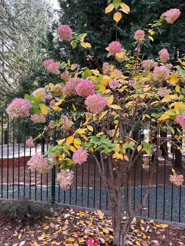 $575,000 | 25985 Forest Knoll Court, Pioneer, CA 95666