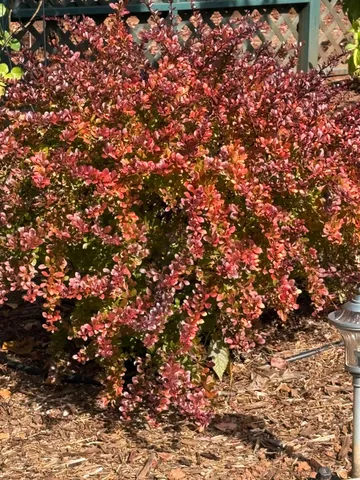 $575,000 | 25985 Forest Knoll Court, Pioneer, CA 95666