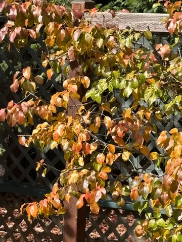 $575,000 | 25985 Forest Knoll Court, Pioneer, CA 95666