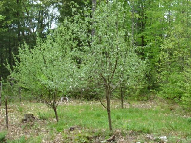 Lot 9 Town Farm Road North Anson, ME 04958 - Photo 11 of 25 Photo