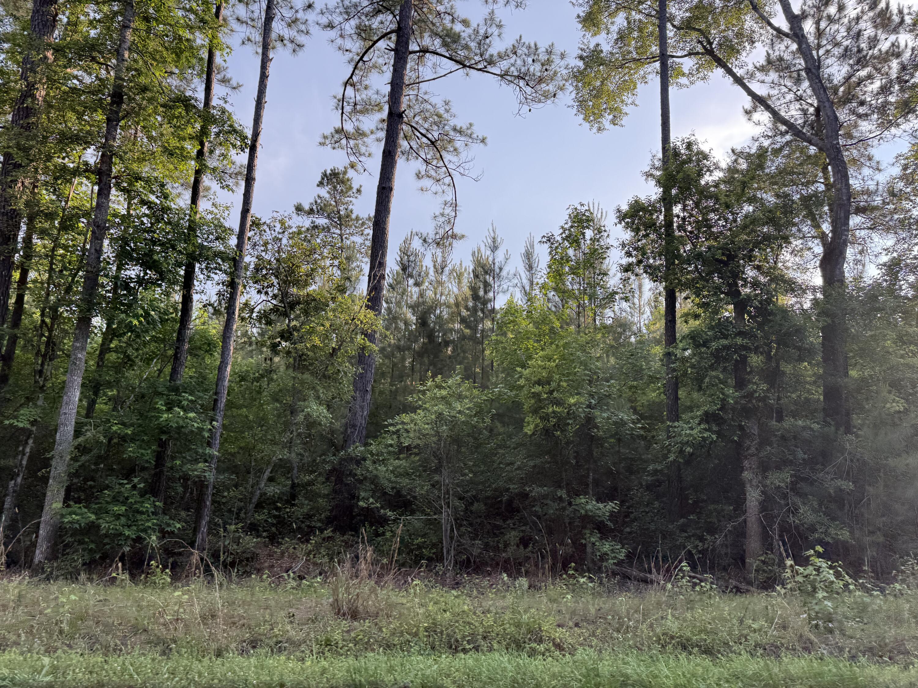 0 Bethera Road Bonneau, SC 29431 - Photo 2 of 3 IMG_8726