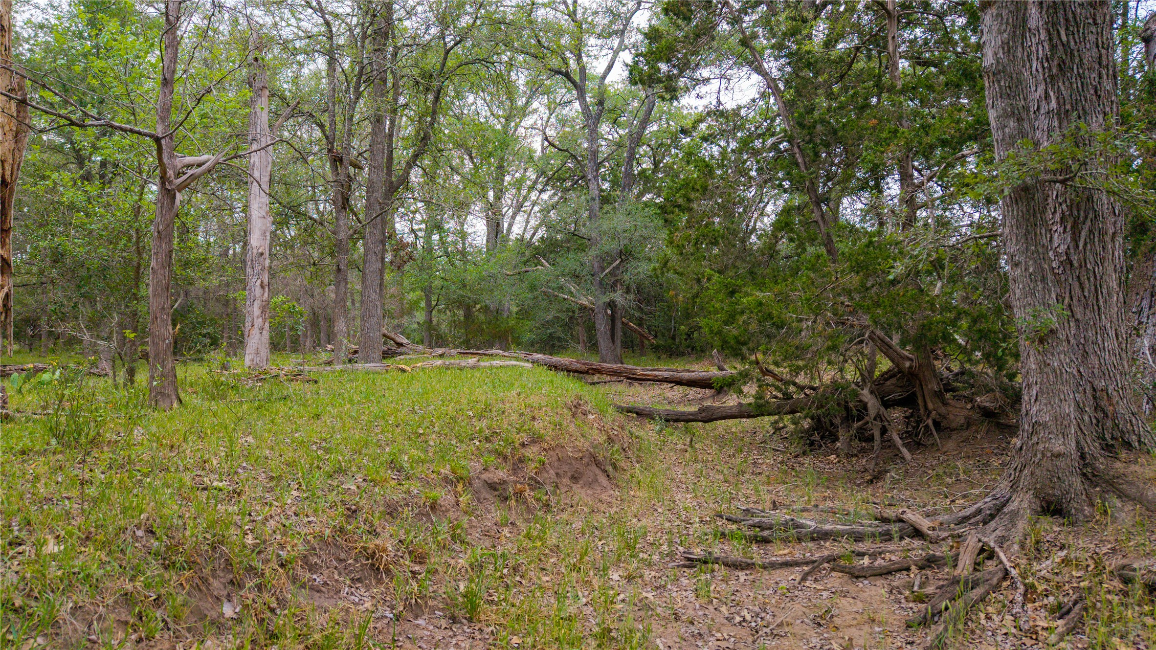 Tbd(2 Walter Hoffman Road Cedar Creek, TX 78612 - Photo 18 of 28 a view of a backyard with large trees