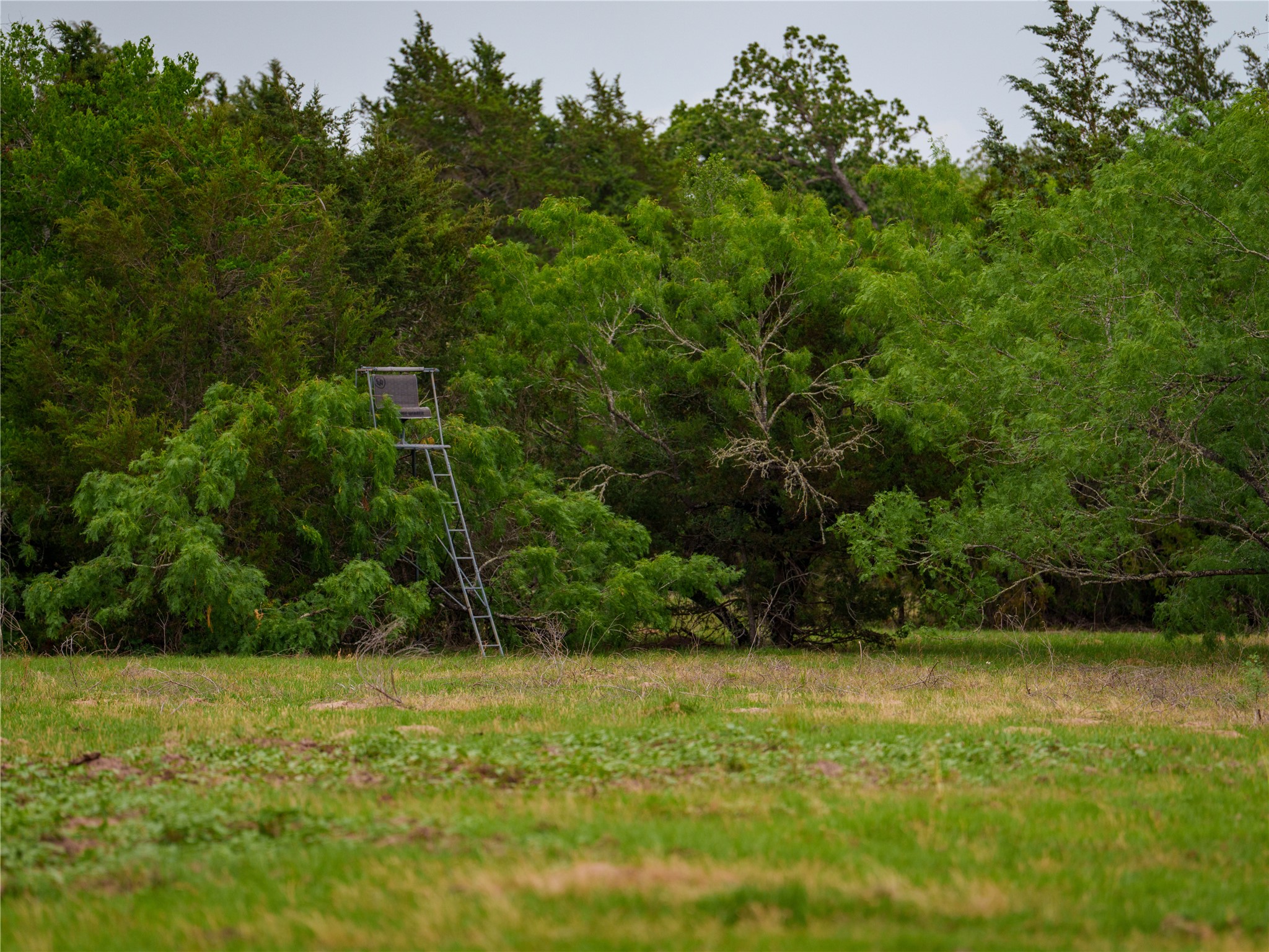 Tbd(2 Walter Hoffman Road Cedar Creek, TX 78612 - Photo 25 of 28 a view of a yard