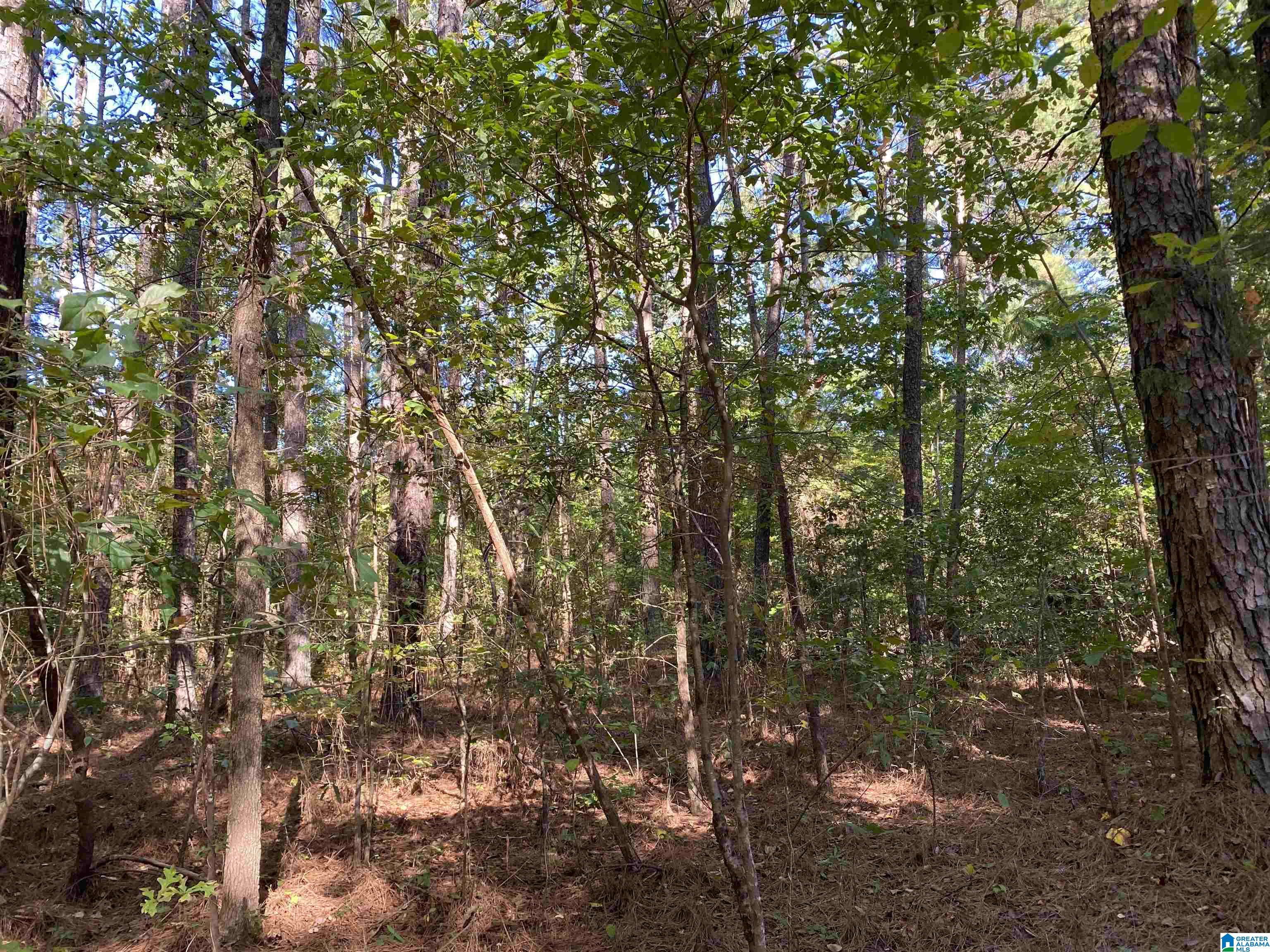 0 Hill Road Empire, AL 35063 - Photo 1 of 3