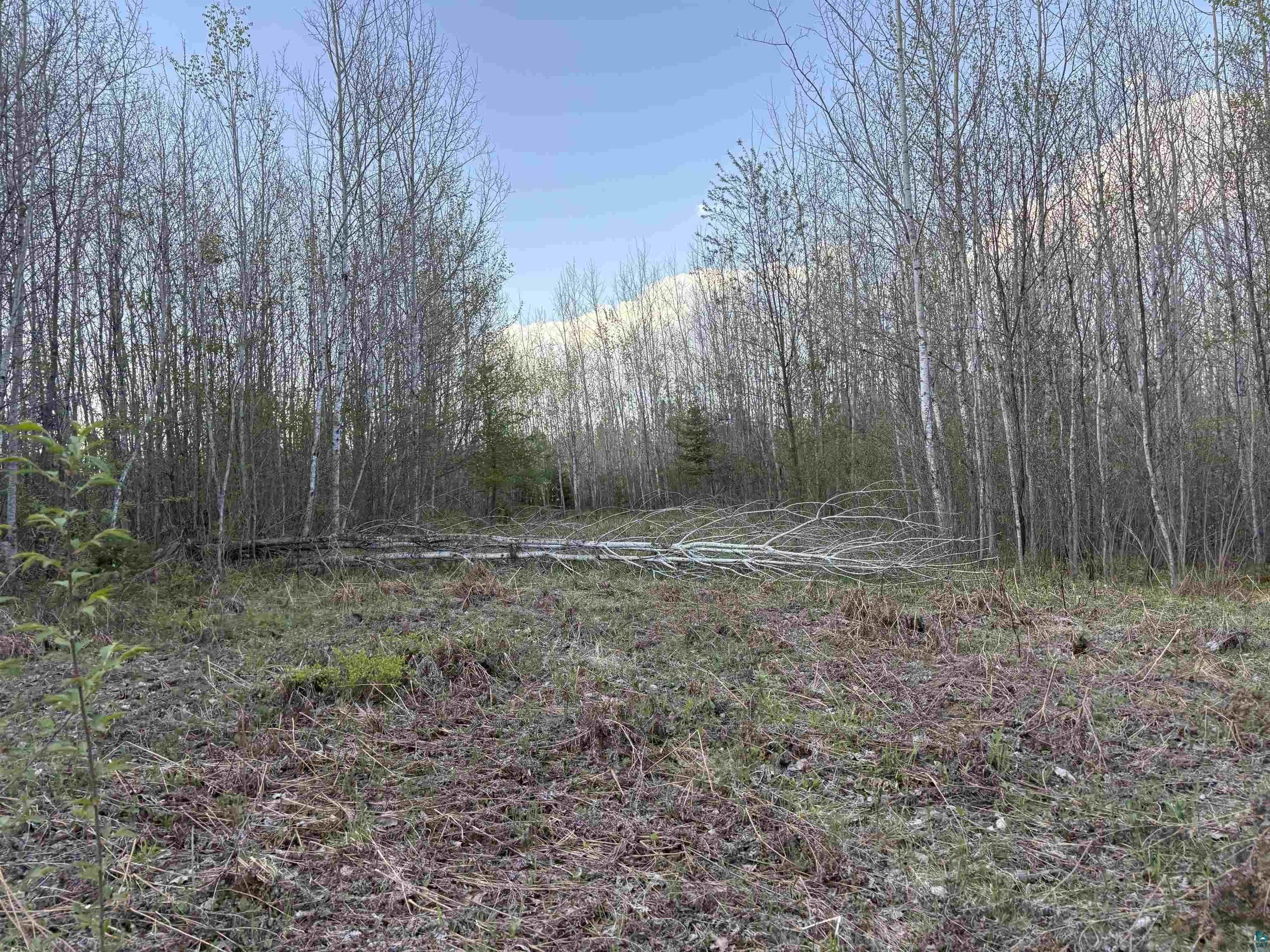 View of wooded area
