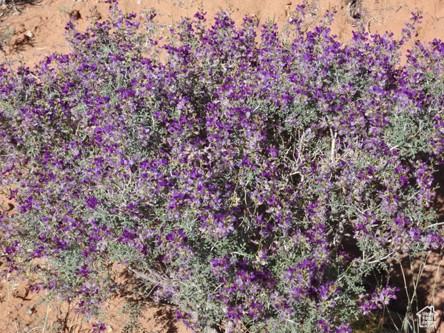 Interstate Highway Thompson, UT 84540 - Photo 6 of 10 Natural vegetation everywhere,Purple Lopine.
