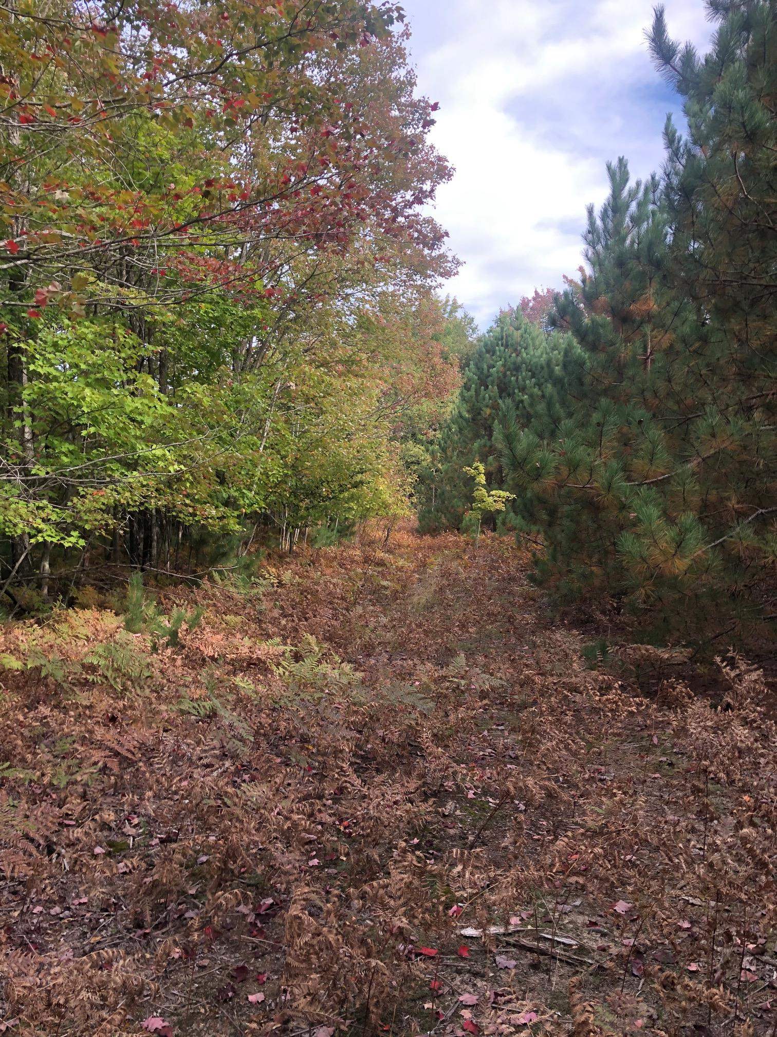 53-acres Potter Road Kaleva, MI 49645 - Photo 14 of 30 Gallery Image 14