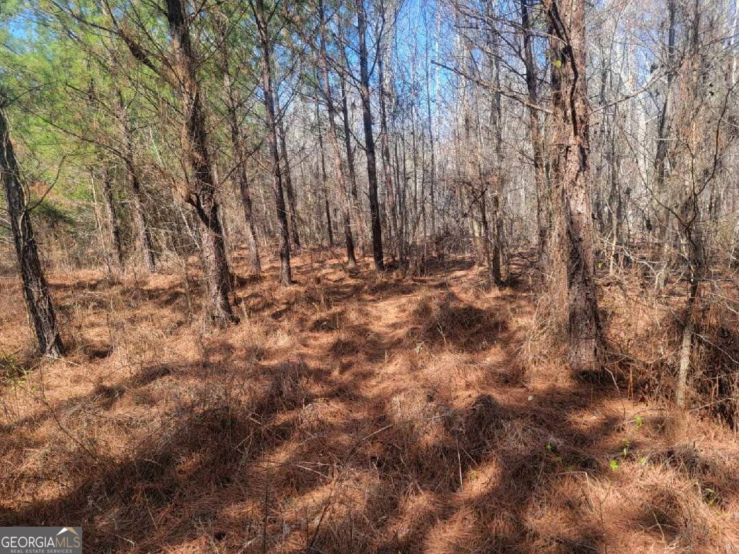 2 St Galilee Road Swainsboro, GA 30401 - Photo 5 of 7 a view of yard with trees