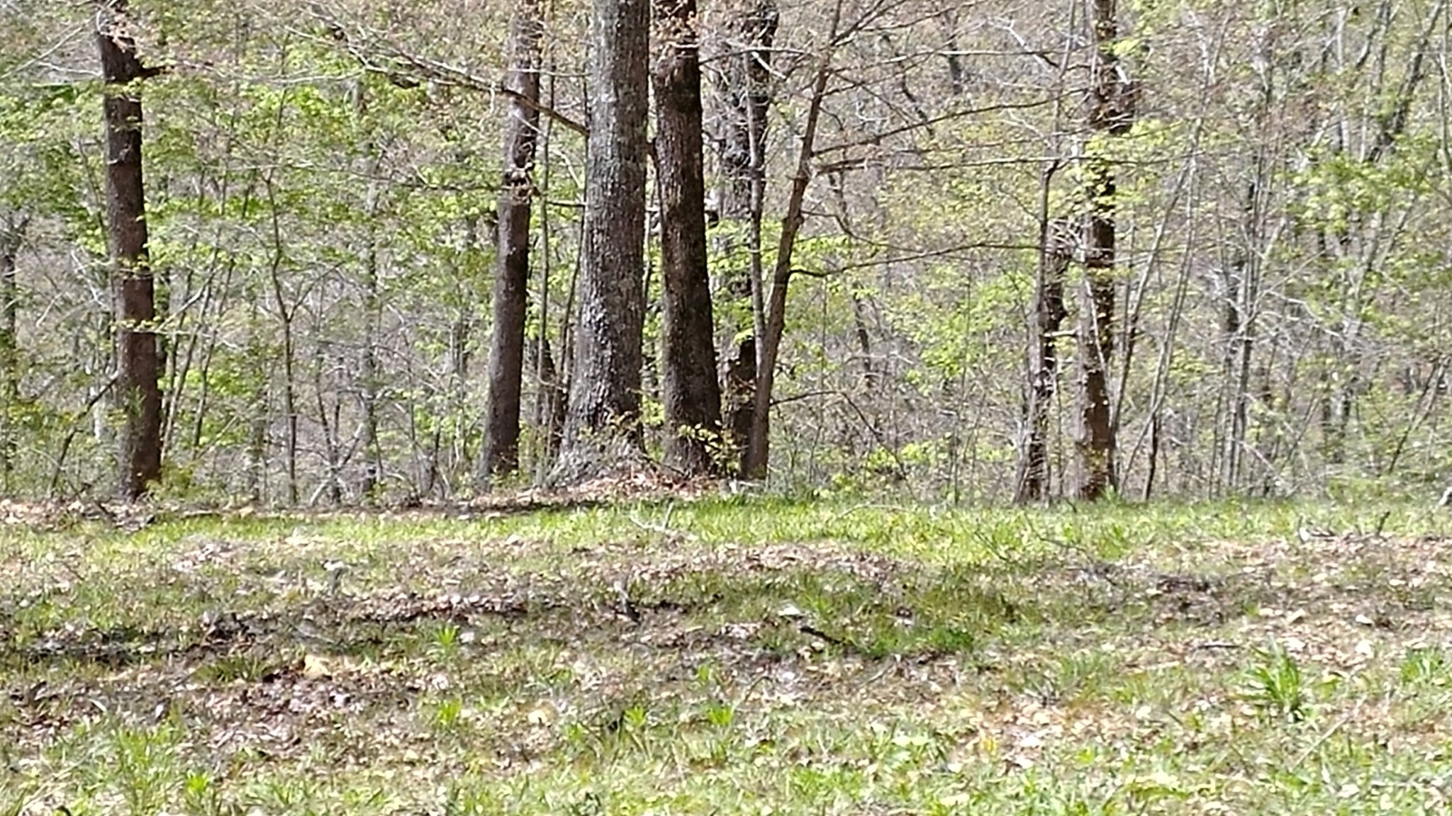 13 Benton Tidwell Road Hilham, TN 38568 - Photo 3 of 38 Gallery Image 3