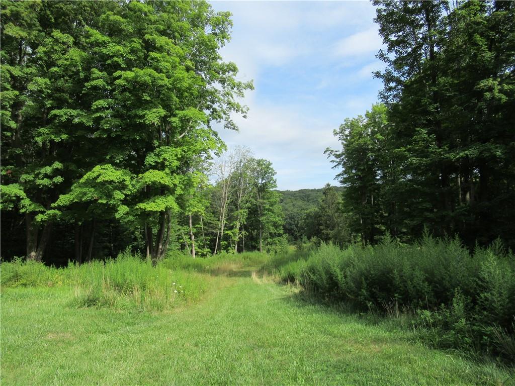 a view of a lush green space