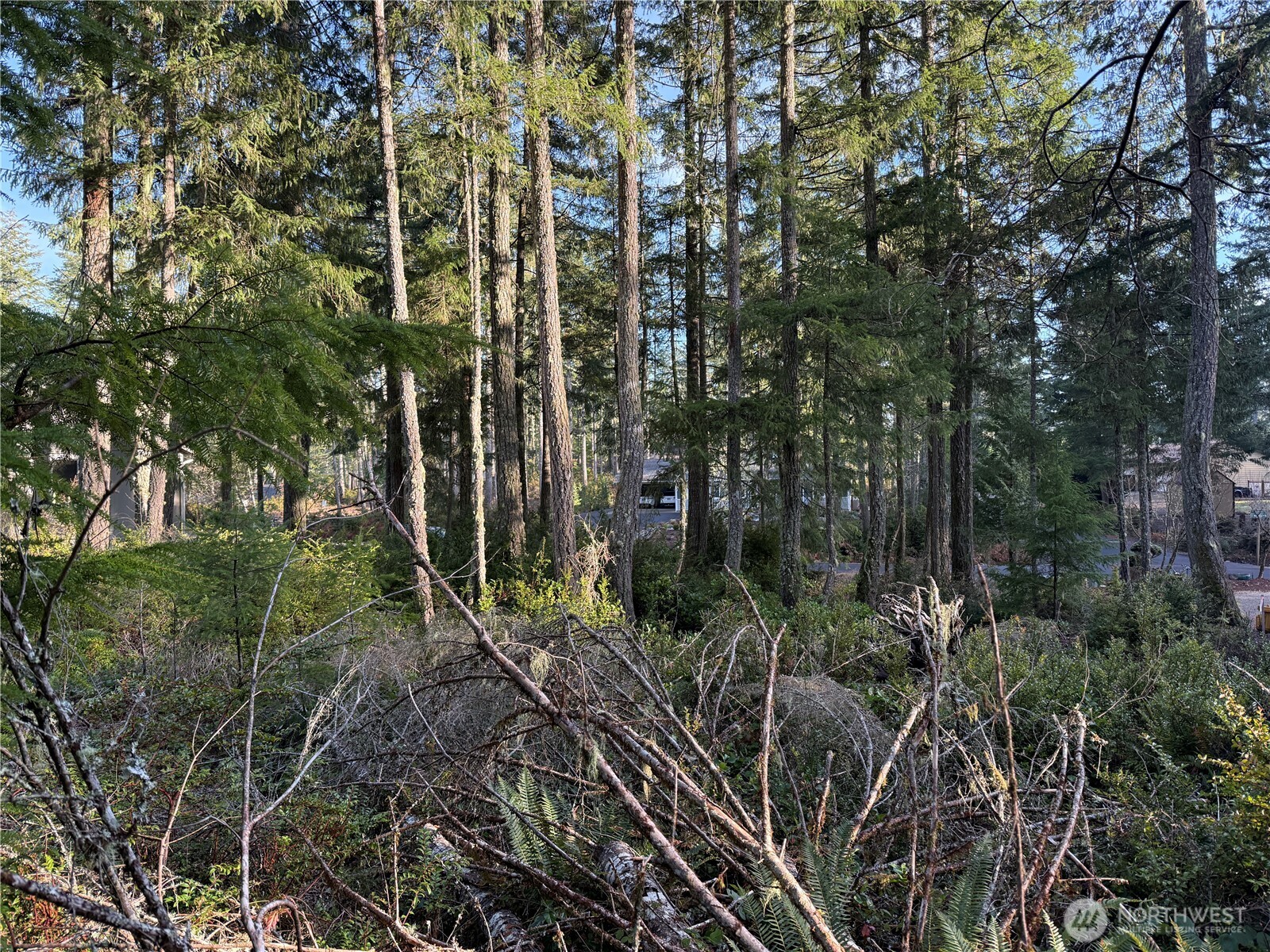 40 East Paint Brush Lane Union, WA 98592 - Photo 2 of 4 a view of forest