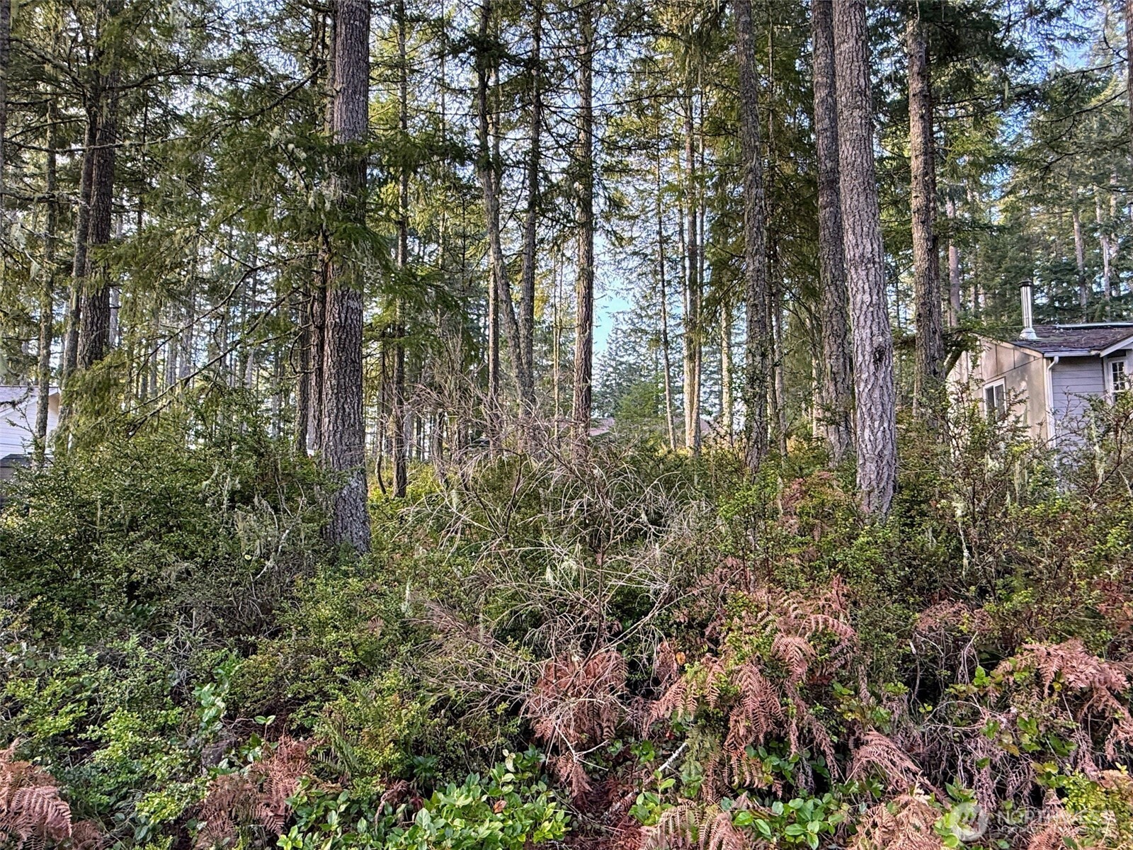 40 East Paint Brush Lane Union, WA 98592 - Photo 3 of 4 a view of forest