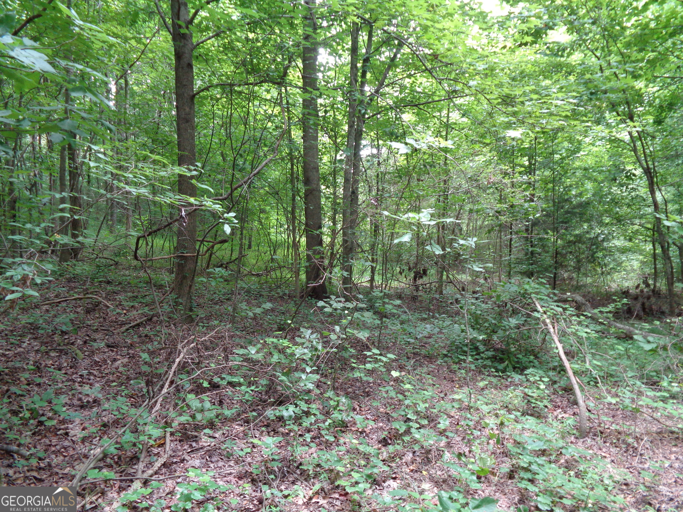 2411 Kesler Road Carnesville, GA 30521 - Photo 34 of 61 a view of a forest that has large trees